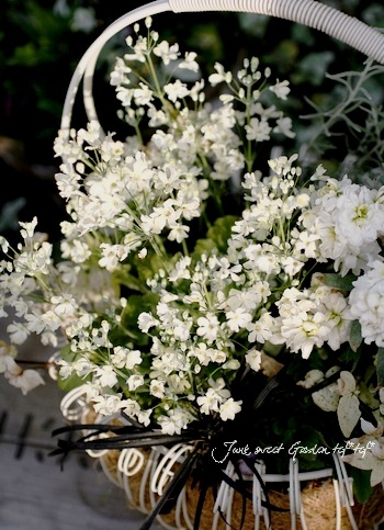 プリムラ マラコイデス ライムグリーンフサコ 旧ウィンティ すべての商品 Junk Sweet Garden Tef Tef