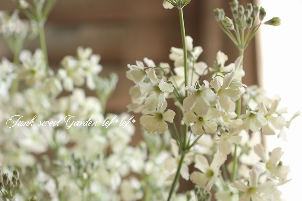 プリムラ マラコイデス ライムグリーンフサコ 旧ウィンティ すべての商品 Junk Sweet Garden Tef Tef