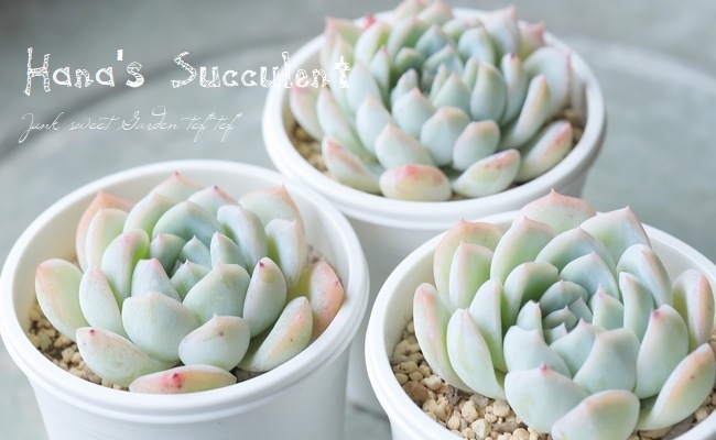 ¿ʪ ٥ꥢ إ ڤϤʤ¿ۡ