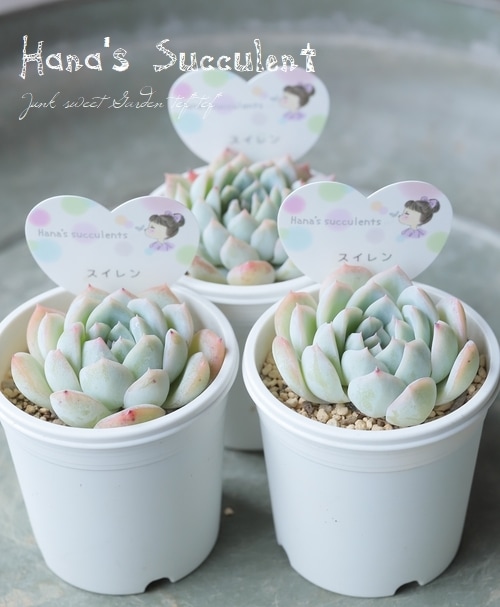 ¿ʪ ٥ꥢ إ ڤϤʤ¿ۡ