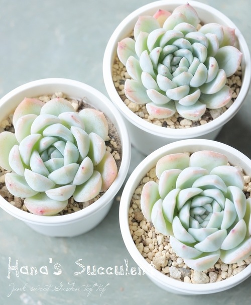 ¿ʪ ٥ꥢ إ ڤϤʤ¿ۡ