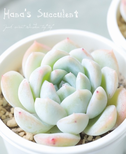 ¿ʪ ٥ꥢ إ ڤϤʤ¿ۡ