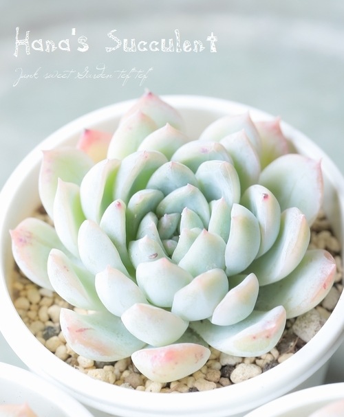 ¿ʪ ٥ꥢ إ ڤϤʤ¿ۡ