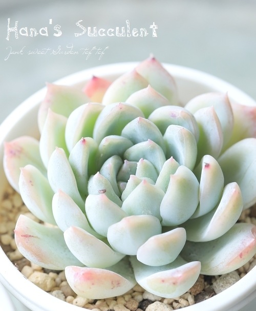 ¿ʪ ٥ꥢ إ ڤϤʤ¿ۡ