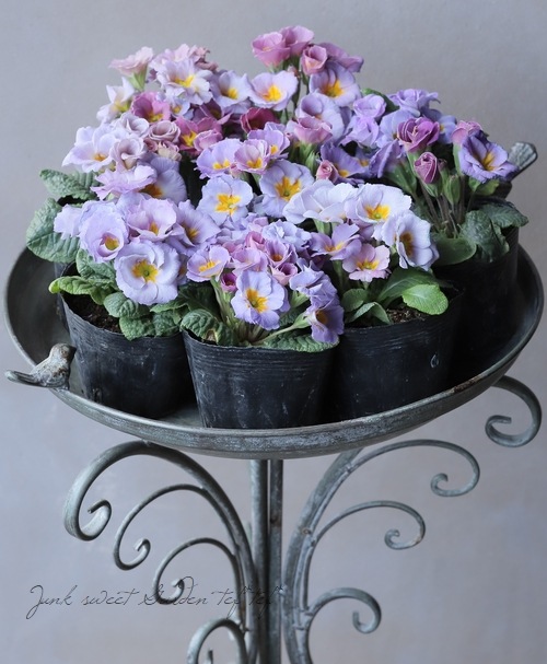 プリムラ・ジュリアン 『コロネット・レンブラントダスクカラー』【A