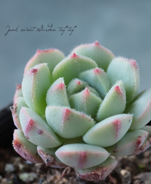 多肉植物 花乙女 エケベリア属 いとうぐりーん すべての商品 Junk Sweet Garden Tef Tef