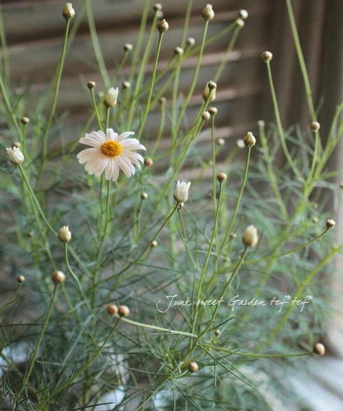 ���եޡ�����åȡ��إ����륷��������١�