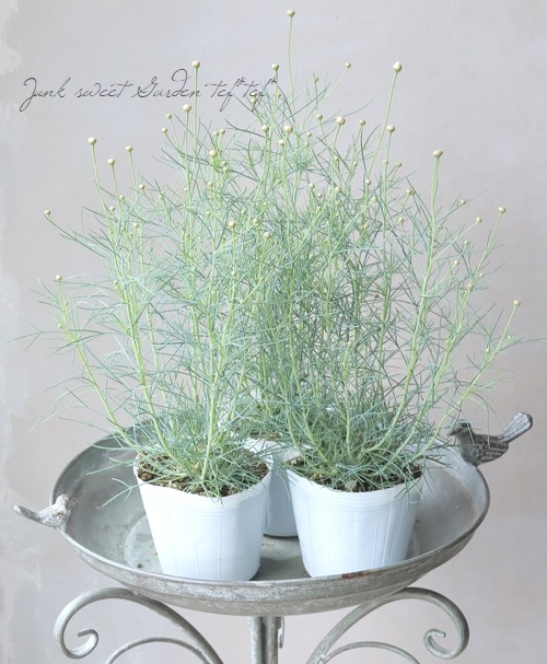 ���եޡ�����åȡ��إ����륷��������١�