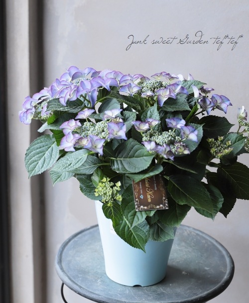 紫陽花 『ティファニー』 | すべての商品 | | Junk sweet Garden tef*tef* 紫陽花 『ティファニー』 | すべての商品 | | Junk sweet Garden tef*tef*