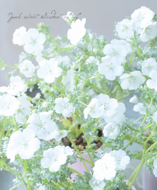 シルバーリーフのネモフィラ 『プラチナスノー』 | すべての商品