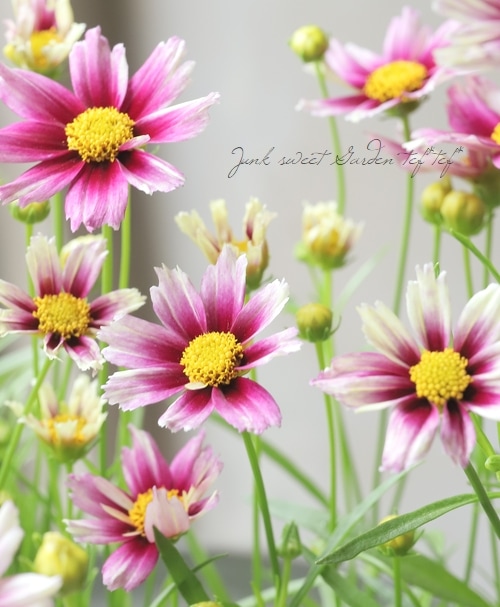 限定【Bright Stars Set】Herbivore Botanicals コレオプシス・リトルバン 『スターストラック』 | すべての商品