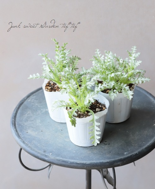 シルバーリーフのネモフィラ 『プラチナスノー』 | すべての商品