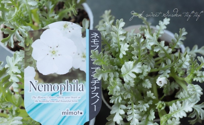 シルバーリーフのネモフィラ 『プラチナスノー』 | すべての商品