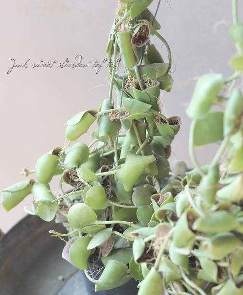 ڴտʪ ǥǥ إ֥ꥫ
