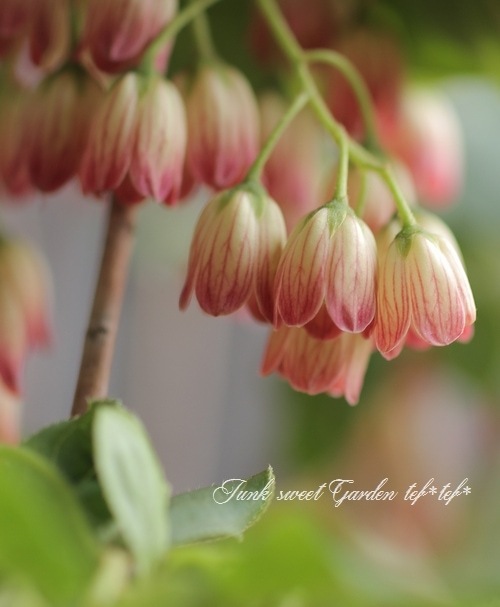 更紗ドウダンツツジ 『口紅錦 -クチベニニシキ 』 | すべての商品