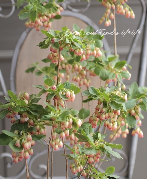 y*o様 口紅更紗ドウダンツツジ　　/272 y*o様 口紅更紗ドウダンツツジ /272