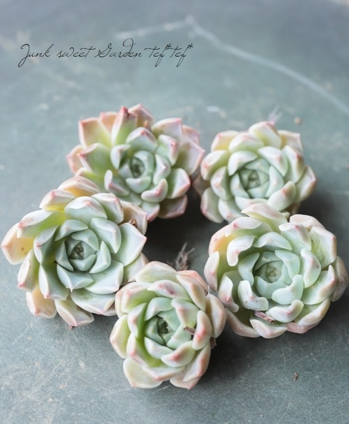 ��¿����ʪ�ۡ��إϥꥦ�åɡ١������٥ꥢ°��