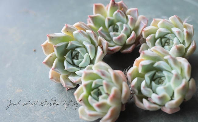 ��¿����ʪ�ۡ��إϥꥦ�åɡ١������٥ꥢ°��