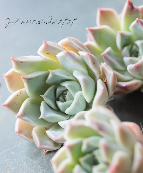 ��¿����ʪ�ۡ��إϥꥦ�åɡ١������٥ꥢ°��