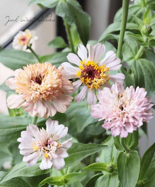 アニママ　カルフォルニアライラックス　ビオラ・ライチ・かすみ草・ジプシー♪ ジニア・シンデレラ 『ライラック』 | すべての商品 | | Junk sweet