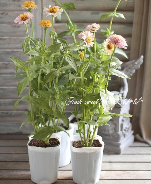 ジニア・シンデレラ 『ライラック』 | すべての商品 | | Junk sweet