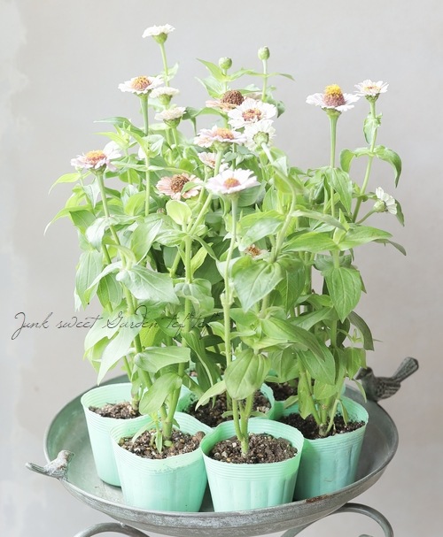 ジニア・シンデレラ 『ライラック』 | すべての商品 | | Junk sweet