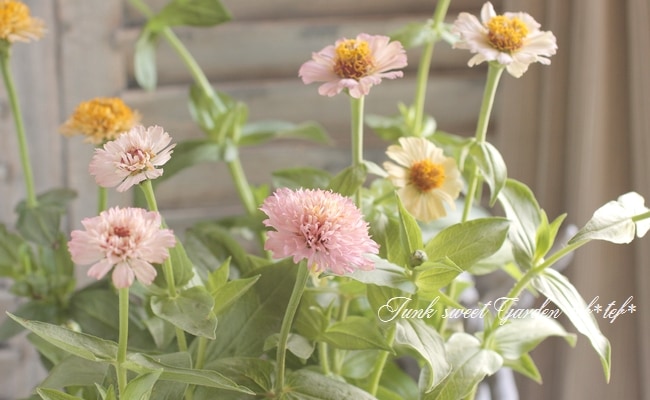 ジニア・シンデレラ 『ライラック』 | すべての商品 | | Junk sweet