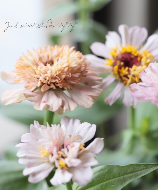 ジニア・シンデレラ 『ライラック』 | すべての商品 | | Junk sweet