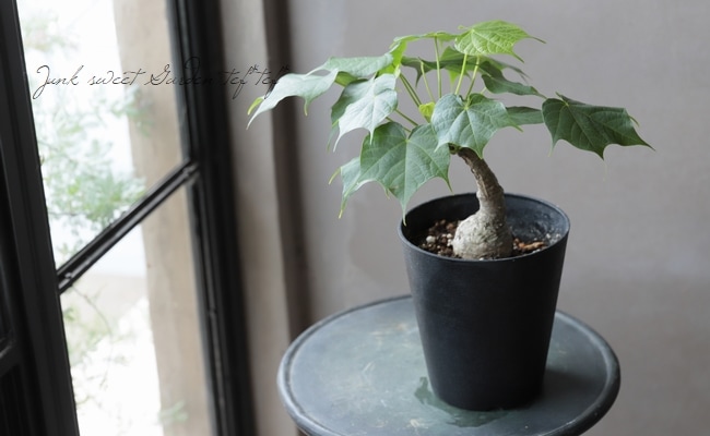 フィルミアナ・フルゲンス Firmiana fulgens 塊根植物コーデックス