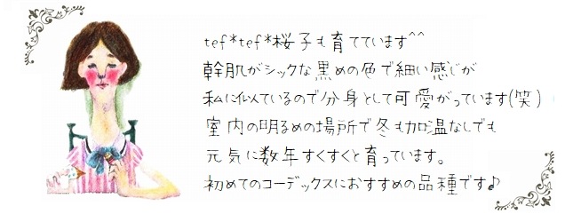 塊根植物 『フィルミアナ・コロラータ』 CAUDEX No.A | すべての商品