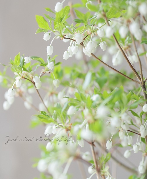 白花ドウダンツツジ』 | すべての商品 | | Junk sweet Garden tef*tef*