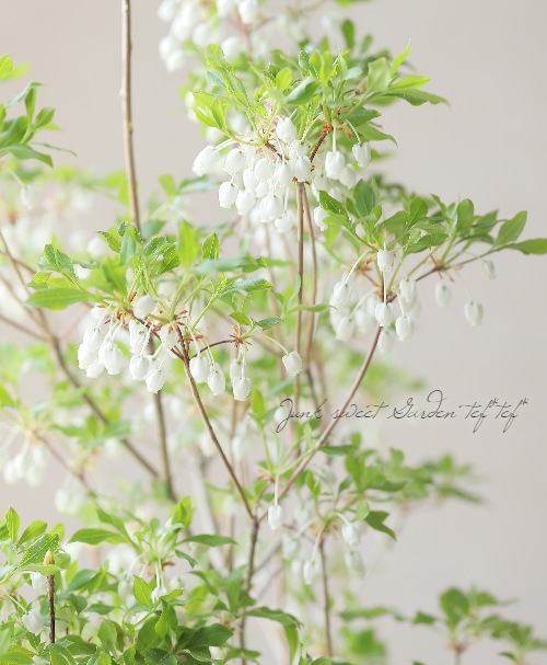 白花ドウダンツツジ』 | すべての商品 | | Junk sweet Garden tef*tef*