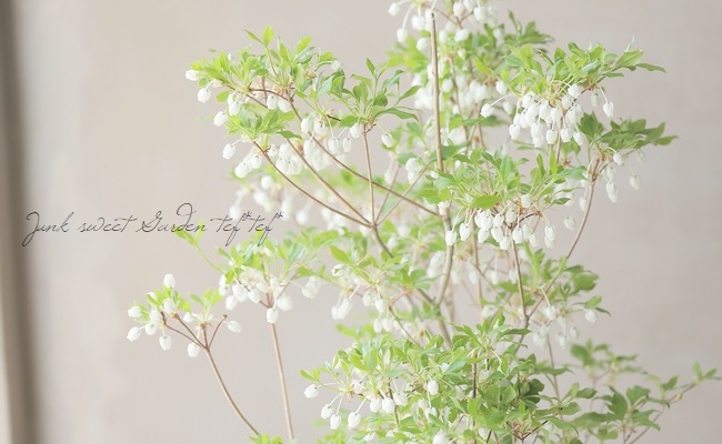 ドウダンツツジ　白花　2本セット/ 812 白花ドウダンツツジ』 | すべての商品 | | Junk sweet Garden tef*tef*