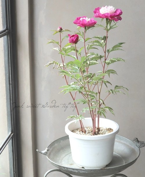 リョウスイ 芍薬苗 芍薬苗 リヨウスイ 芍薬 苗（花の苗）｜苗 | 花