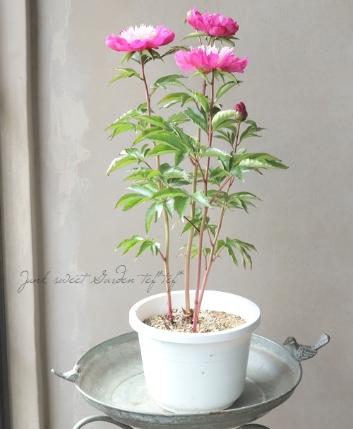 芍薬 『ビロードクイーン』 地上部なし | 花苗 | | Junk sweet Garden