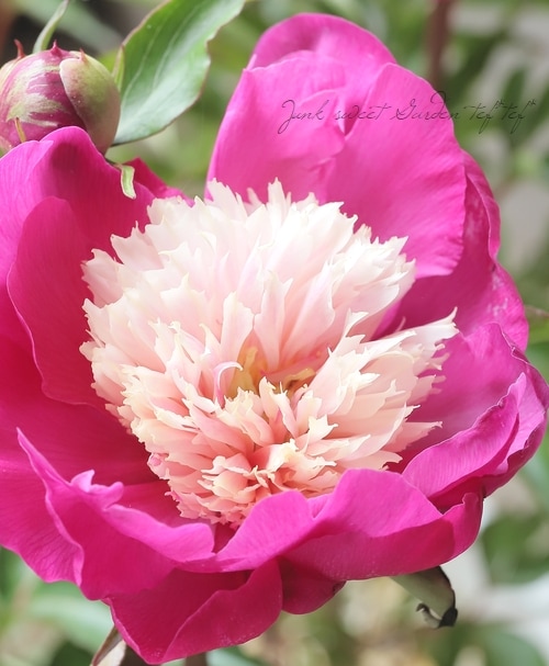 リョウスイ　　芍薬苗 リョウスイ 芍薬苗 楽天市場】芍薬苗（シャクヤク苗） ガーデニア 6号