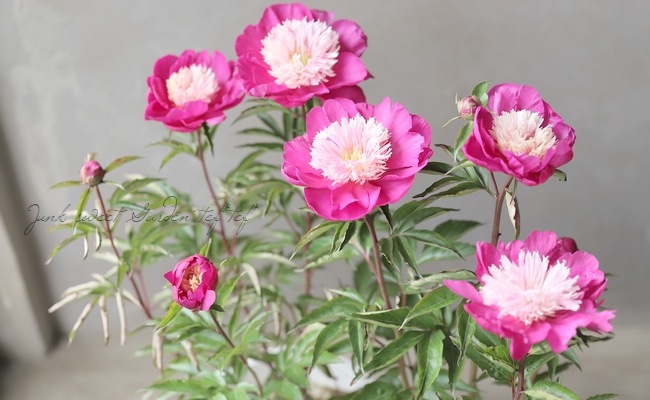 芍薬 『ビロードクイーン』 地上部なし | 花苗 | | Junk sweet Garden