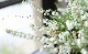 Ȭ�ź餭���롼�ʡ����ꥫ����No.F��