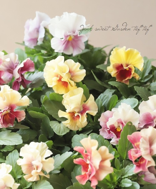 ○フリル咲きパンジー 『アルバルーチェ』 花日和オリジナル | すべて