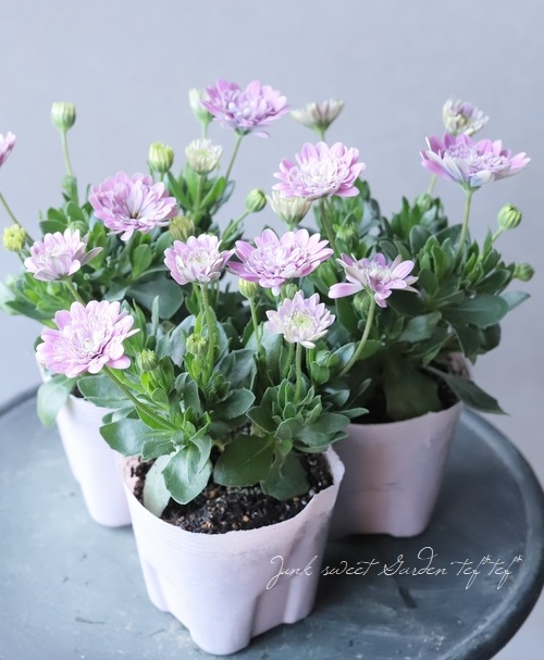 OZ オズオペラ　B 1本 OZ オズオペラ B 1本 OZ オズオペラ B 1本 OZ オズオペラ B 1本 Oz