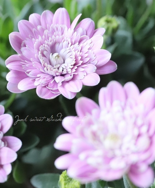 OZ オズオペラ　B 1本 OZ オズオペラ B 1本 OZ オズオペラ B 1本 OZ オズオペラ B 1本 Oz