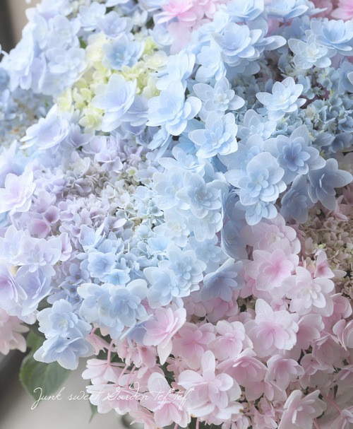加茂花菖蒲園オリジナル ブーケ咲き紫陽花 『佳澄 -カスミ-』【2色植え