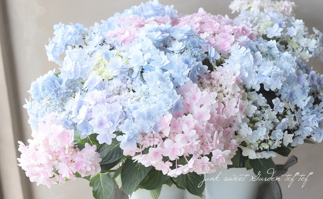 加茂花菖蒲園オリジナル ブーケ咲き紫陽花 『佳澄 -カスミ-』【2色植え