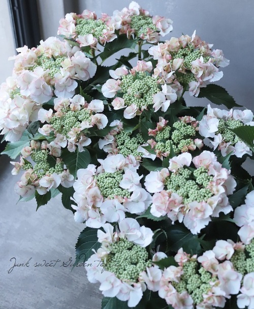 紫陽花ページです 📸 2022.06.20 紫陽花の壁 Camera:Nikon Z6 Lens:SIGMA 70-200mm f2.8