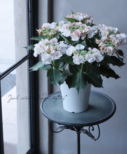 紫陽花 『ペティーコート』 | すべての商品 | | Junk sweet Garden tef