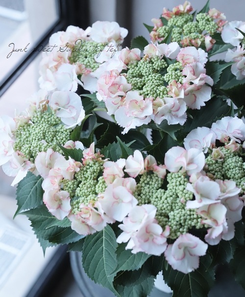 紫陽花 『ペティーコート』 | すべての商品 | | Junk sweet Garden tef