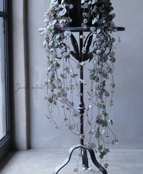 多肉植物 斑入りハートカズラ セロペギア レディハート すべての商品 Junk Sweet Garden Tef Tef