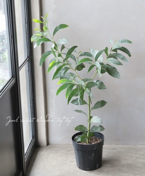 【⭐️ピン⭐️さま専用】　アカシア　栗百花　1000g 各1本 アカシア・ピクナンサ 『ゴールデンワトル』 | すべての商品