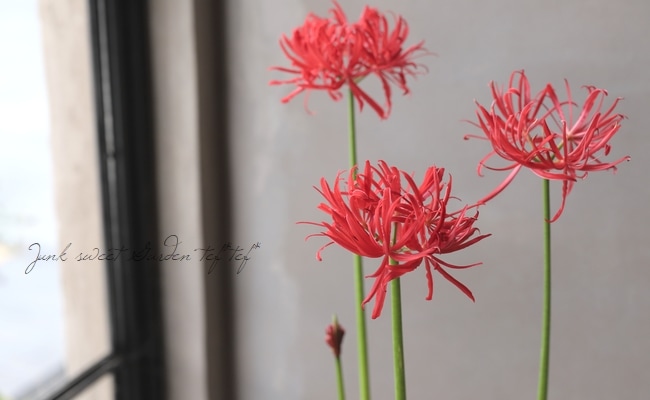 横山園芸さん育種品種】 リコリス・ラジアータ 『八重咲き彼岸花