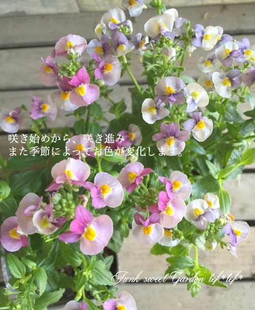 ˧��ɺ��ͥ᥷�����ͥ������إե��󥿥����ԥ󥯡�